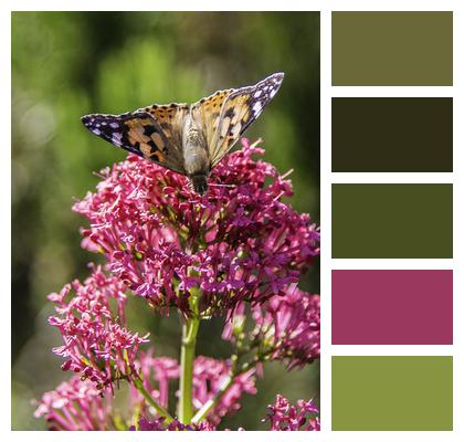 Butterfly Pink Flowers Pollination Image